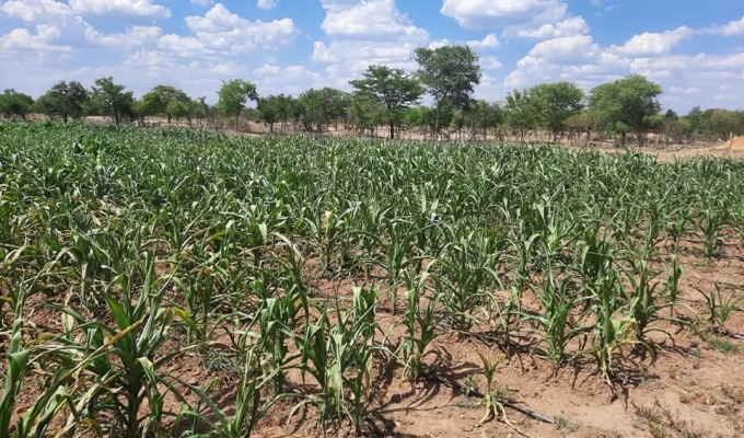 Understanding Temporary and Permanent Wilting Point in Crops